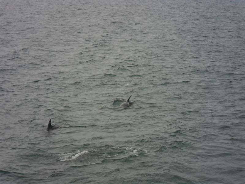 Dolphins, Bay of Islands in Northland