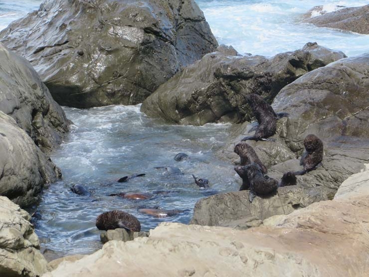 Seals in Kaikoura