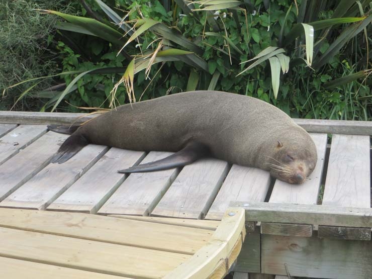 Seal on a footpath in Kaikoura