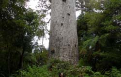 Tane Mahuta, the biggest Kauri tree in New Zealand