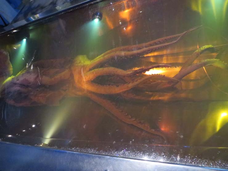 Colossal squid at Wellington museum