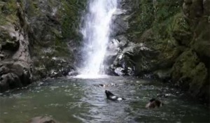 Seal pups play in Ohau waterfall, Kaikoura